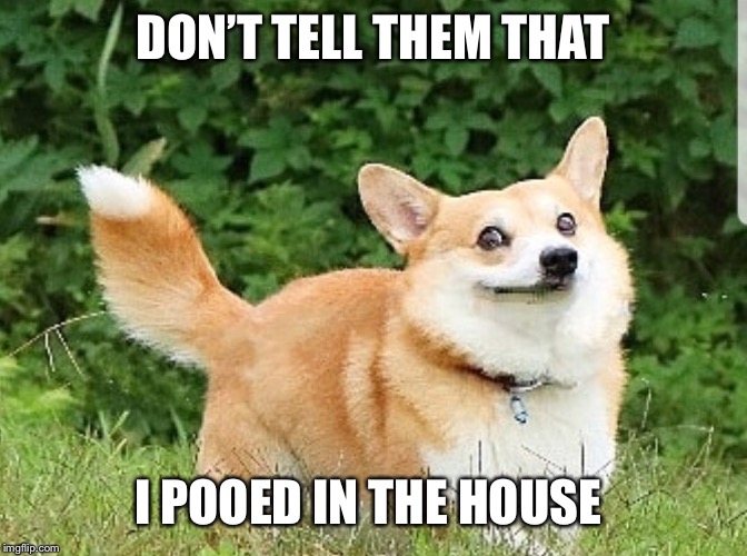 DON’T TELL THEM THAT; I POOED IN THE HOUSE | made w/ Imgflip meme maker