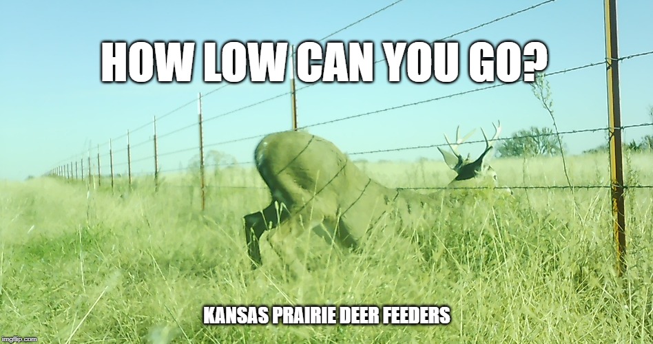 how low can you go | HOW LOW CAN YOU GO? KANSAS PRAIRIE DEER FEEDERS | image tagged in how low can you go | made w/ Imgflip meme maker