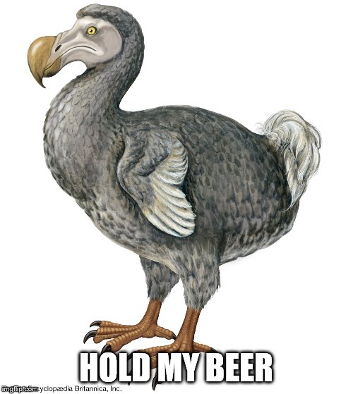 Dodo | HOLD MY BEER | image tagged in dodo | made w/ Imgflip meme maker