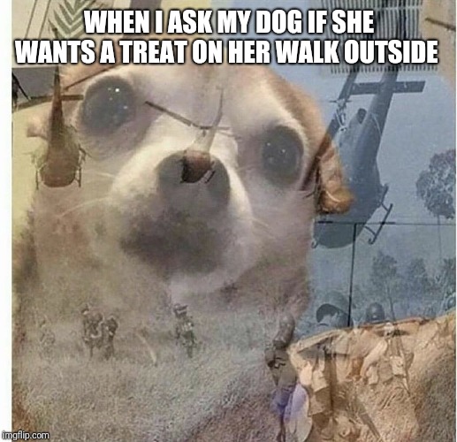 PTSD Chihuahua | WHEN I ASK MY DOG IF SHE WANTS A TREAT ON HER WALK OUTSIDE | image tagged in ptsd chihuahua | made w/ Imgflip meme maker