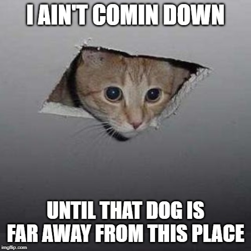 Ceiling Cat | I AIN'T COMIN DOWN; UNTIL THAT DOG IS FAR AWAY FROM THIS PLACE | image tagged in memes,ceiling cat | made w/ Imgflip meme maker