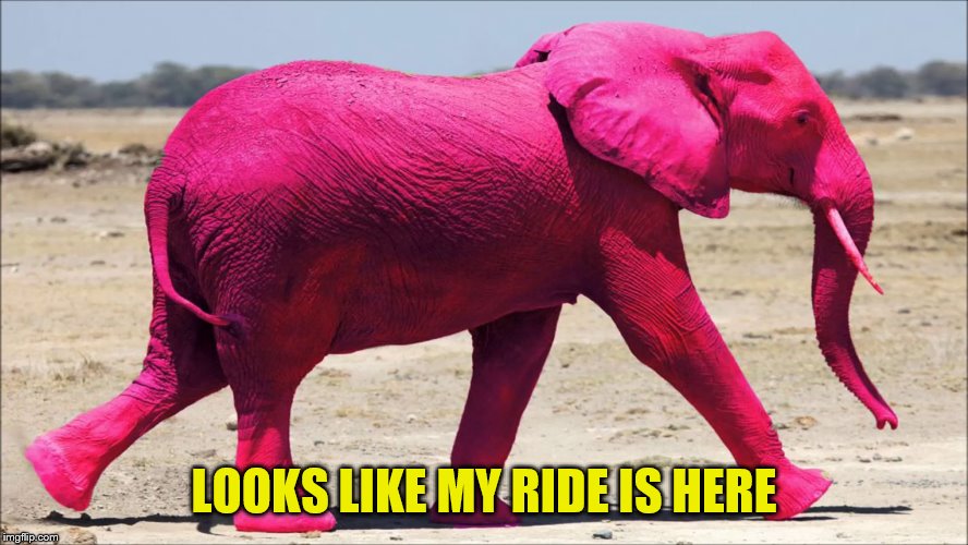 Pink Elephant | LOOKS LIKE MY RIDE IS HERE | image tagged in pink elephant | made w/ Imgflip meme maker