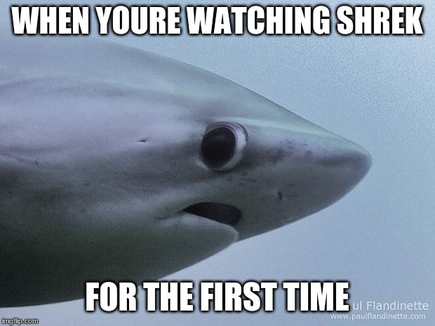 Awkward Shark | WHEN YOURE WATCHING SHREK; FOR THE FIRST TIME | image tagged in awkward shark | made w/ Imgflip meme maker