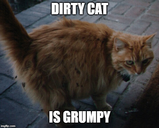 DIRTY CAT; IS GRUMPY | image tagged in cats | made w/ Imgflip meme maker