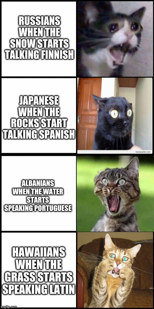 Based of a meme i saw from meme Awards "history Memes" |  RUSSIANS WHEN THE SNOW STARTS TALKING FINNISH; JAPANESE WHEN THE ROCKS START TALKING SPANISH; ALBANIANS WHEN THE WATER STARTS SPEAKING PORTUGUESE; HAWAIIANS WHEN THE GRASS STARTS SPEAKING LATIN | image tagged in cats,funny,memes,history | made w/ Imgflip meme maker