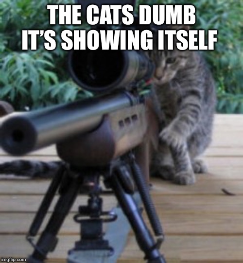 Sniper Cat | THE CATS DUMB IT’S SHOWING ITSELF | image tagged in sniper cat | made w/ Imgflip meme maker