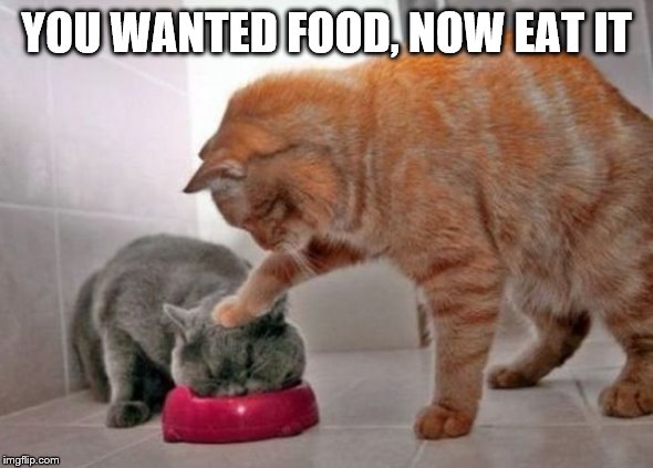 Force feed cat | YOU WANTED FOOD, NOW EAT IT | image tagged in force feed cat | made w/ Imgflip meme maker