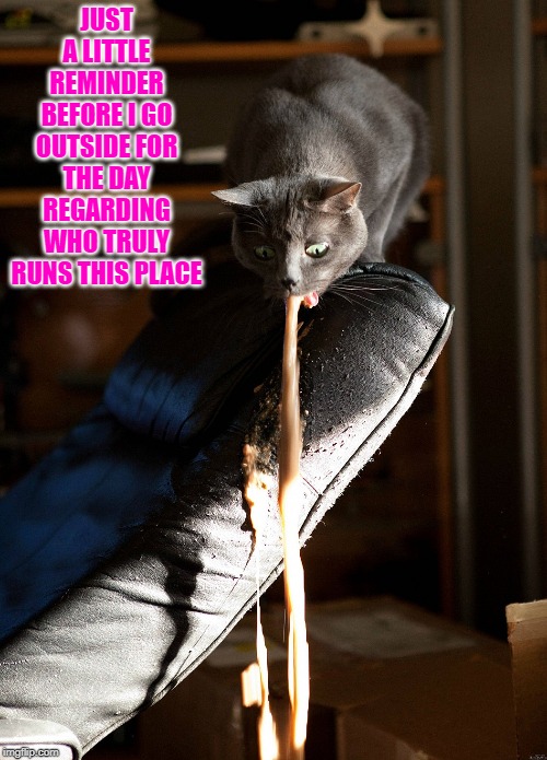 Cat vomit | JUST A LITTLE REMINDER BEFORE I GO OUTSIDE FOR THE DAY REGARDING WHO TRULY RUNS THIS PLACE | image tagged in cat vomit | made w/ Imgflip meme maker