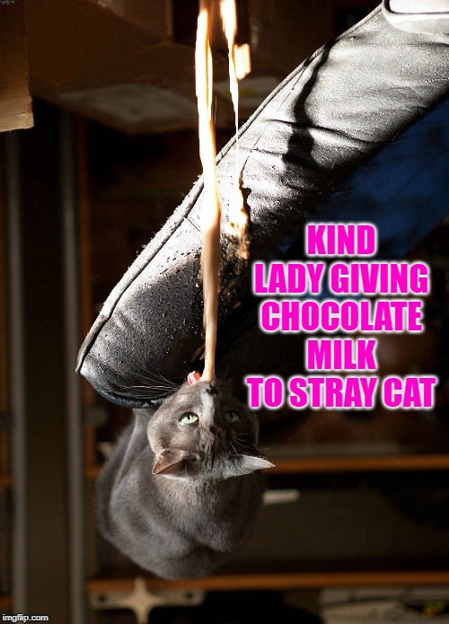 Cat vomit | KIND LADY GIVING CHOCOLATE MILK TO STRAY CAT | image tagged in cat vomit | made w/ Imgflip meme maker