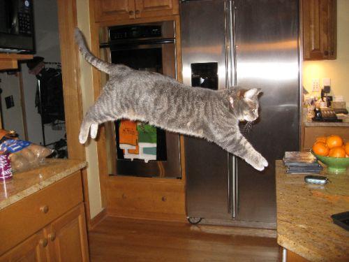 image tagged in funny,cats,animals