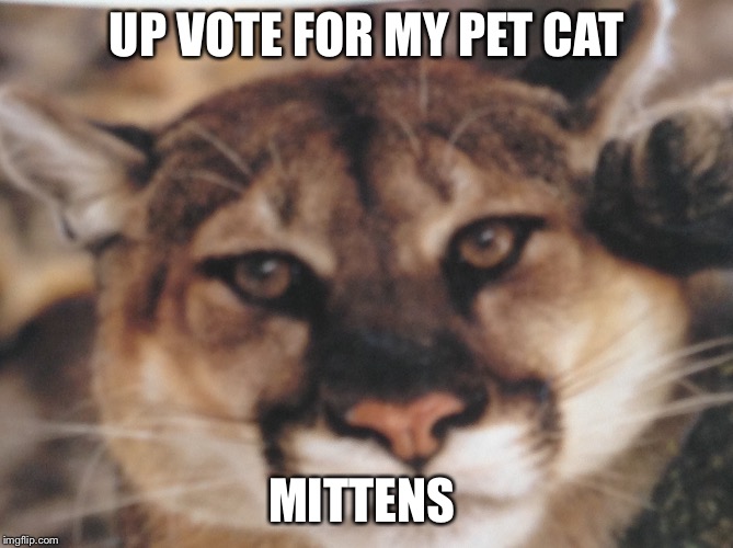 My kitty | UP VOTE FOR MY PET CAT; MITTENS | image tagged in my kitty | made w/ Imgflip meme maker