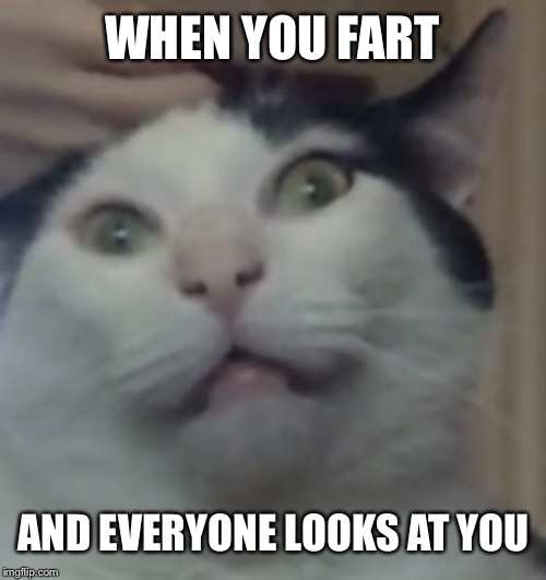 Crazy cat | WHEN YOU FART; AND EVERYONE LOOKS AT YOU | image tagged in crazy cat | made w/ Imgflip meme maker