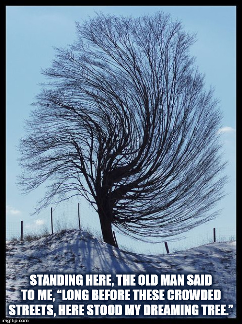 DMB The Dreaming Tree | STANDING HERE, THE OLD MAN SAID TO ME, “LONG BEFORE THESE CROWDED STREETS, HERE STOOD MY DREAMING TREE.” | image tagged in tree,winter,snow,dreaming tree,dmb,dave matthews band | made w/ Imgflip meme maker