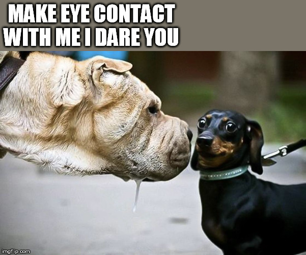 MAKE EYE CONTACT WITH ME I DARE YOU | made w/ Imgflip meme maker