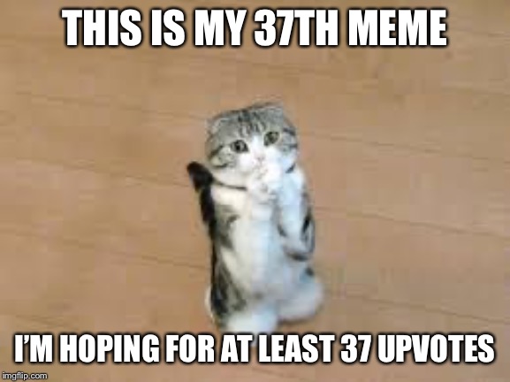 begging cat | THIS IS MY 37TH MEME; I’M HOPING FOR AT LEAST 37 UPVOTES | image tagged in begging cat | made w/ Imgflip meme maker