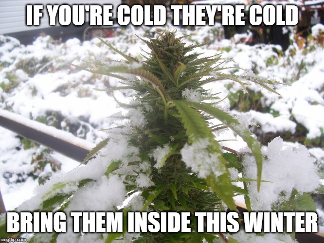 It's cold outside | IF YOU'RE COLD THEY'RE COLD; BRING THEM INSIDE THIS WINTER | image tagged in weed,cannabis,smoke weed everyday,smoke,smoking | made w/ Imgflip meme maker