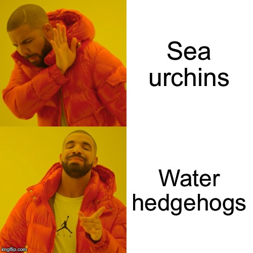 Sure would like to see water hedgehogs at an aquarium | Sea urchins; Water hedgehogs | image tagged in memes,drake hotline bling,sea urchin,hedgehog,sea life | made w/ Imgflip meme maker
