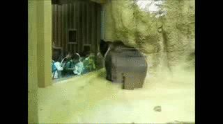 image tagged in gifs,animals | made w/ Imgflip gif maker