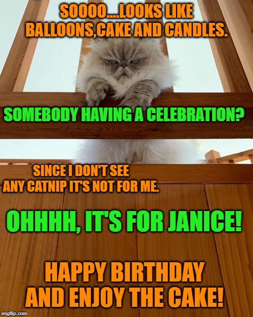 Judgement Cat | SOOOO....LOOKS LIKE BALLOONS,CAKE AND CANDLES. SOMEBODY HAVING A CELEBRATION? SINCE I DON'T SEE ANY CATNIP IT'S NOT FOR ME. OHHHH, IT'S FOR JANICE! HAPPY BIRTHDAY AND ENJOY THE CAKE! | image tagged in judgement cat | made w/ Imgflip meme maker