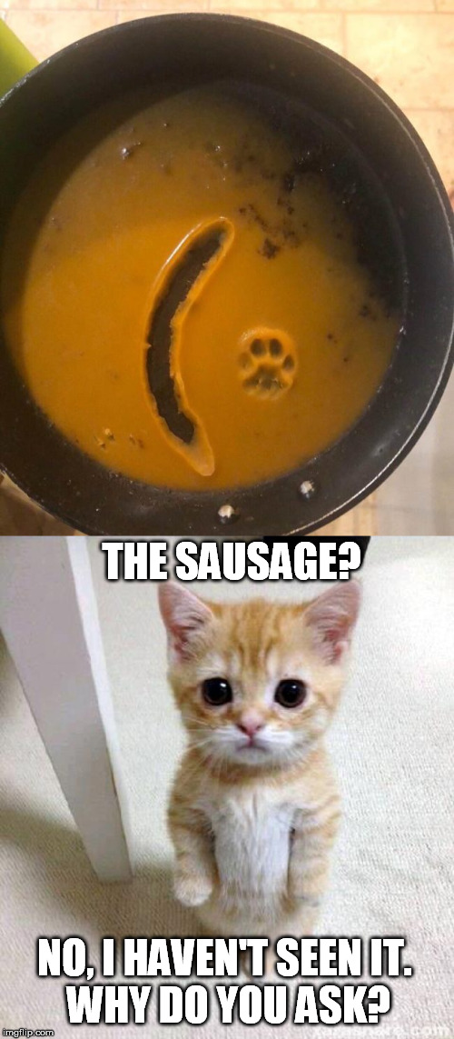 THE SAUSAGE? NO, I HAVEN'T SEEN IT.
 WHY DO YOU ASK? | image tagged in memes,cute cat,sausage | made w/ Imgflip meme maker