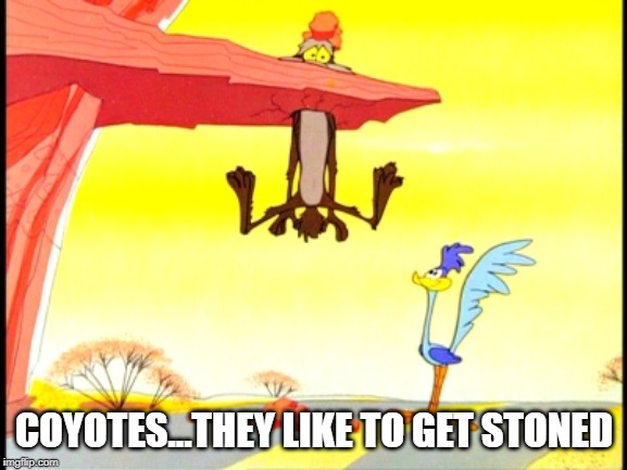 MEEP MEEP!!! | COYOTES...THEY LIKE TO GET STONED | image tagged in wiley_coyote | made w/ Imgflip meme maker