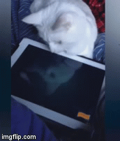 Here Fishy | image tagged in gifs,funny cat | made w/ Imgflip video-to-gif maker