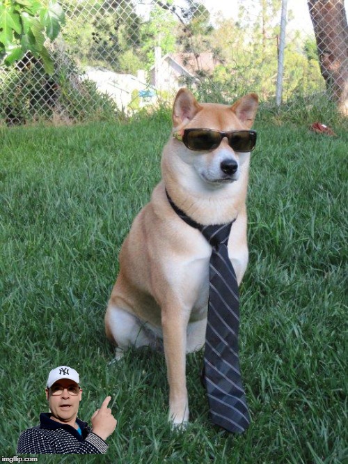 Business doge | image tagged in business doge | made w/ Imgflip meme maker