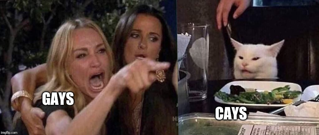 woman yelling at cat | GAYS CAYS | image tagged in woman yelling at cat | made w/ Imgflip meme maker
