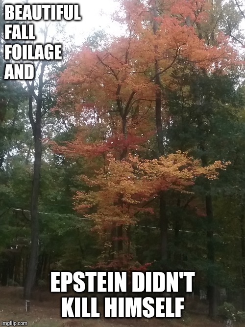Just for fun | BEAUTIFUL 
FALL 
FOILAGE
AND; EPSTEIN DIDN'T KILL HIMSELF | image tagged in gotcha,epstein | made w/ Imgflip meme maker
