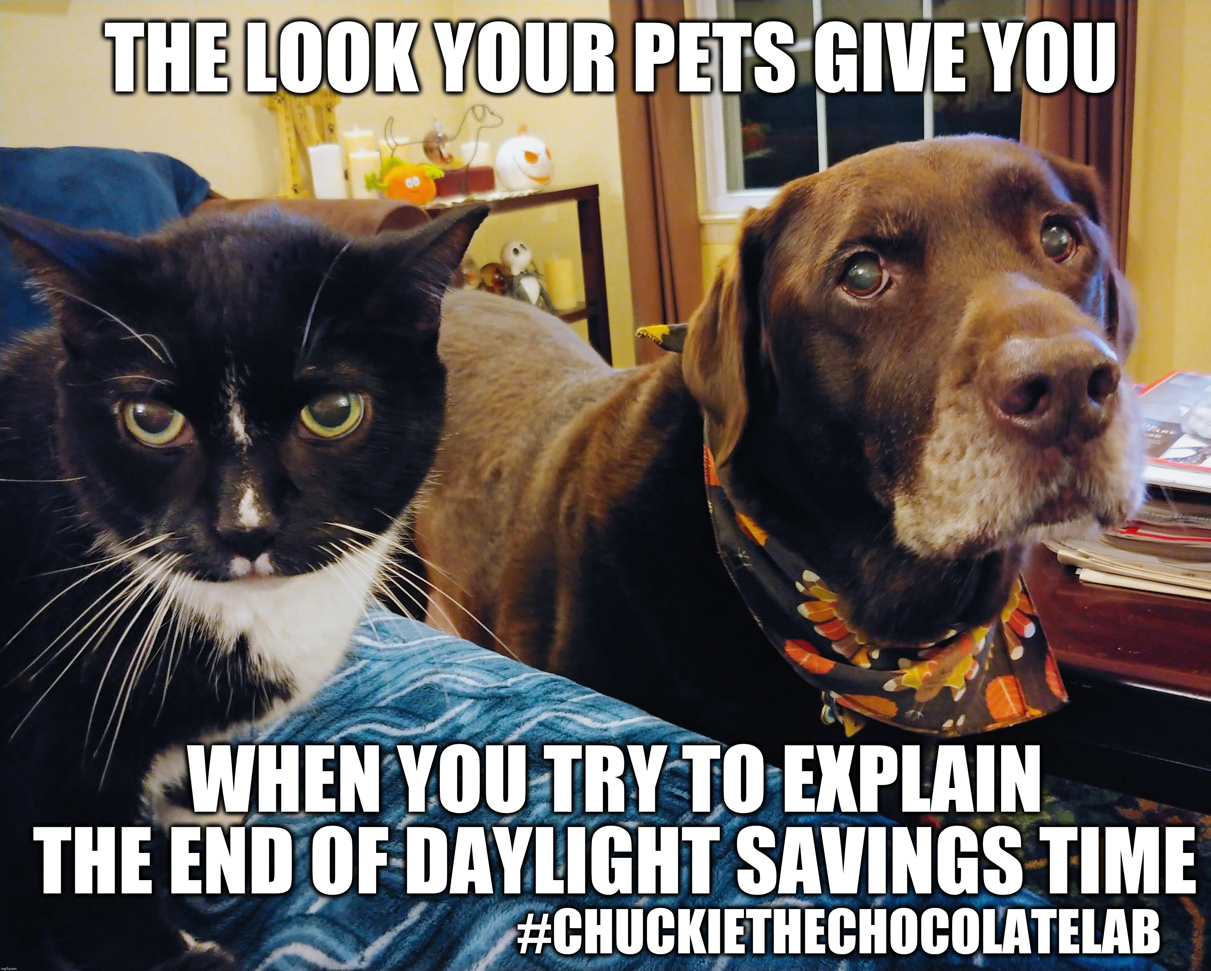 End of Daylight Savings Time | THE LOOK YOUR PETS GIVE YOU; WHEN YOU TRY TO EXPLAIN THE END OF DAYLIGHT SAVINGS TIME; #CHUCKIETHECHOCOLATELAB | image tagged in chuckie the chocolate lab,pets,funny,memes,daylight savings,fall back | made w/ Imgflip meme maker