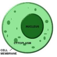 Cytoplasm - Feel Cute, Might Delete Later Blank Meme Template