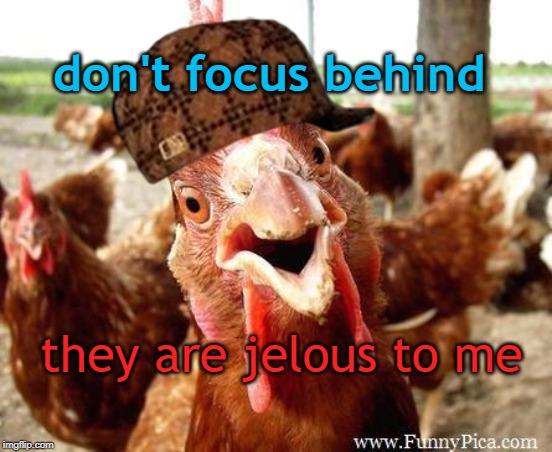 Chicken | don't focus behind; they are jelous to me | image tagged in chicken | made w/ Imgflip meme maker