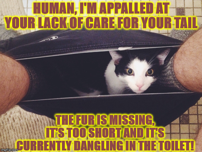 HUMAN TAIL | HUMAN, I'M APPALLED AT YOUR LACK OF CARE FOR YOUR TAIL; THE FUR IS MISSING, IT'S TOO SHORT AND IT'S CURRENTLY DANGLING IN THE TOILET! | image tagged in human tail | made w/ Imgflip meme maker