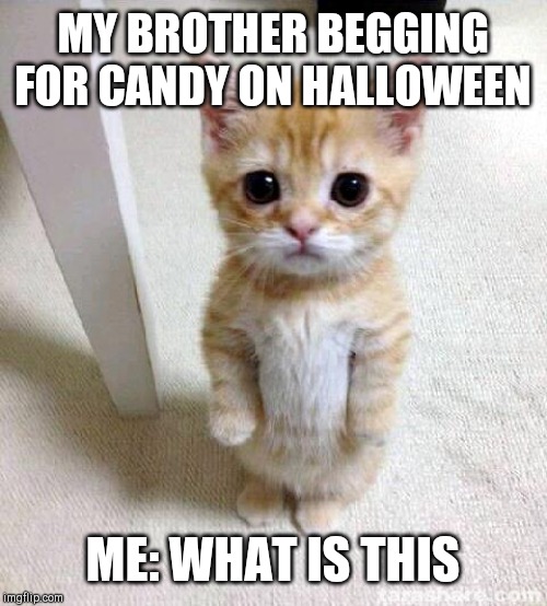 Cute Cat | MY BROTHER BEGGING FOR CANDY ON HALLOWEEN; ME: WHAT IS THIS | image tagged in memes,cute cat | made w/ Imgflip meme maker