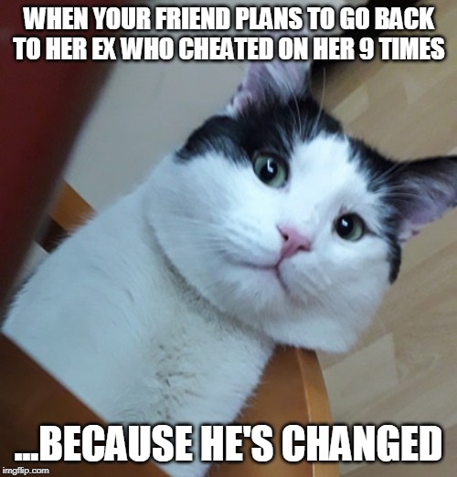 WHEN YOUR FRIEND PLANS TO GO BACK TO HER EX WHO CHEATED ON HER 9 TIMES; ...BECAUSE HE'S CHANGED | image tagged in cat,friends,cheating,stupid | made w/ Imgflip meme maker
