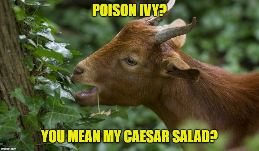 POISON IVY? YOU MEAN MY CAESAR SALAD? | made w/ Imgflip meme maker