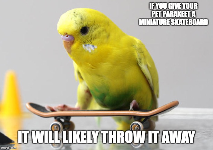 Parakeet With Skateboard | IF YOU GIVE YOUR PET PARAKEET A MINIATURE SKATEBOARD; IT WILL LIKELY THROW IT AWAY | image tagged in skateboard,parakeet,memes | made w/ Imgflip meme maker