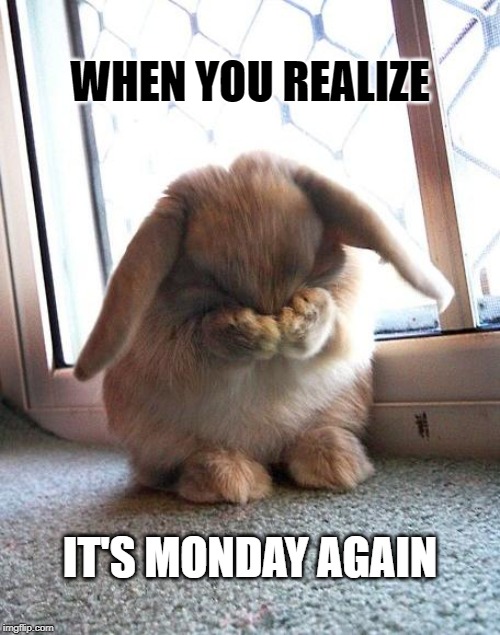 embarrassed bunny | WHEN YOU REALIZE; IT'S MONDAY AGAIN | image tagged in embarrassed bunny | made w/ Imgflip meme maker