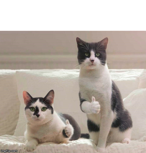 reaction when you open the right can of food. | image tagged in cat thumbs up | made w/ Imgflip meme maker