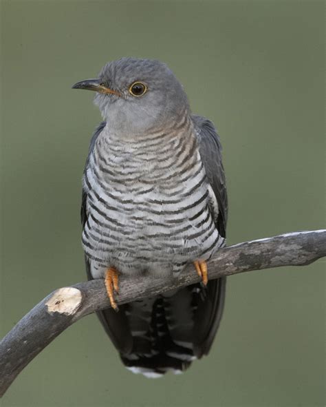 High Quality Cuckoo bird Blank Meme Template