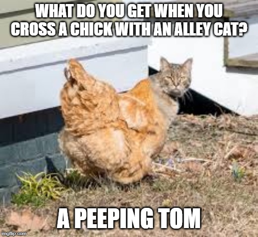What do you get? | WHAT DO YOU GET WHEN YOU CROSS A CHICK WITH AN ALLEY CAT? A PEEPING TOM | image tagged in cat | made w/ Imgflip meme maker