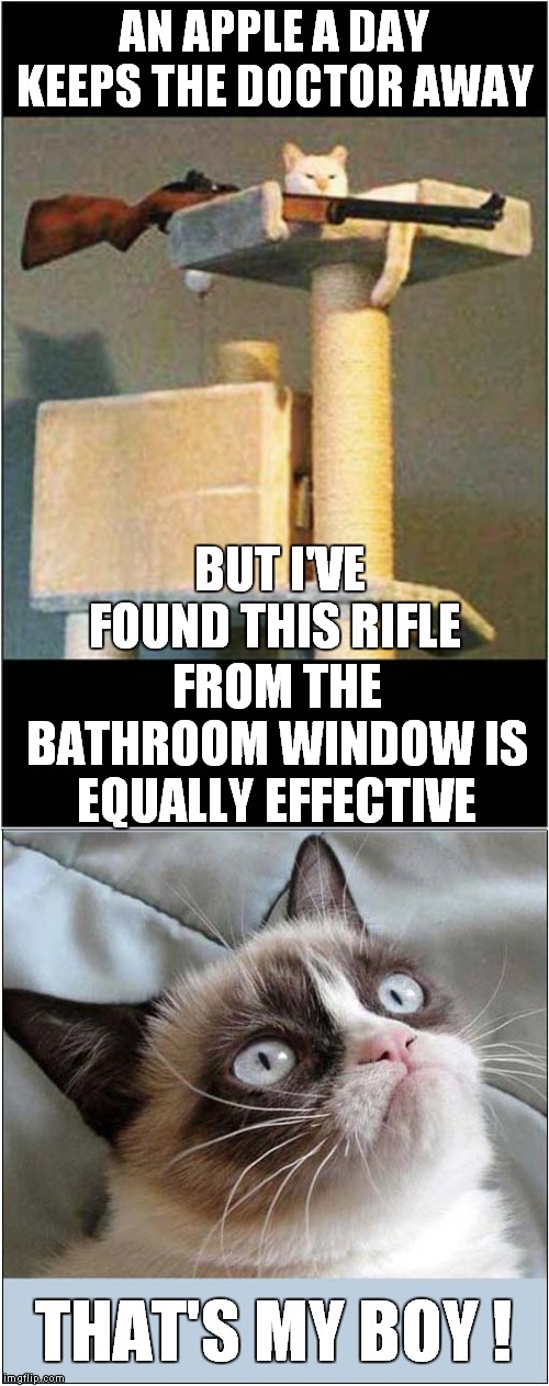 Grumpys Good Health Plan | AN APPLE A DAY KEEPS THE DOCTOR AWAY; BUT I'VE FOUND THIS RIFLE; FROM THE BATHROOM WINDOW IS EQUALLY EFFECTIVE; THAT'S MY BOY ! | image tagged in fun,cats,grumpy cat | made w/ Imgflip meme maker