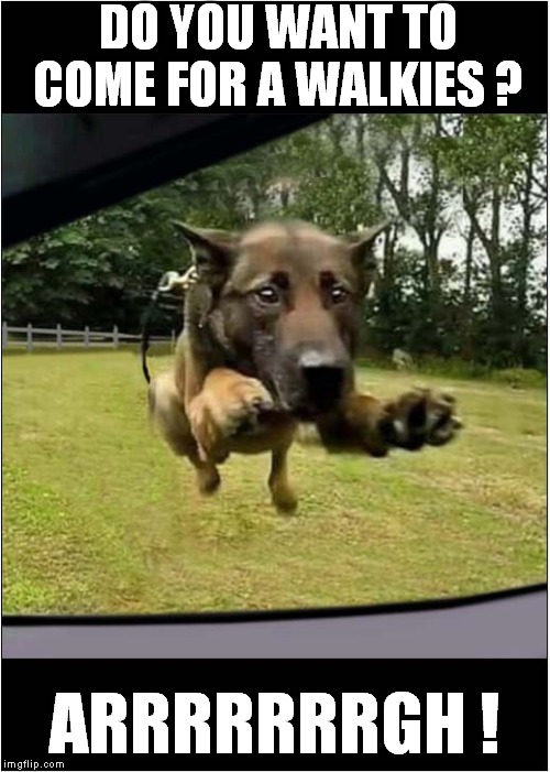 Incoming Missile | DO YOU WANT TO COME FOR A WALKIES ? ARRRRRRRGH ! | image tagged in fun,dogs,walkies | made w/ Imgflip meme maker