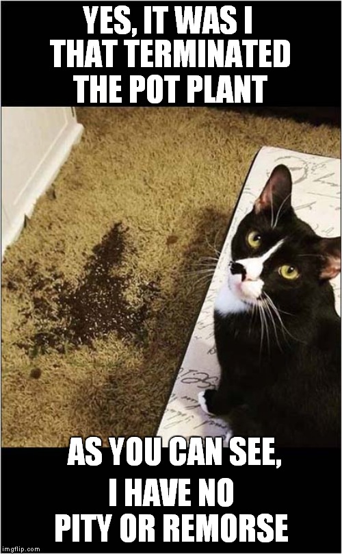 Pot Plant Terminator | THAT TERMINATED THE POT PLANT; YES, IT WAS I; AS YOU CAN SEE, I HAVE NO PITY OR REMORSE | image tagged in cats,terminator | made w/ Imgflip meme maker
