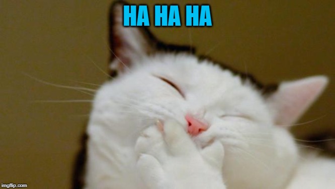 Laughing Cat | HA HA HA | image tagged in laughing cat | made w/ Imgflip meme maker