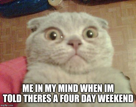 Stunned Cat |  ME IN MY MIND WHEN IM TOLD THERES A FOUR DAY WEEKEND | image tagged in stunned cat | made w/ Imgflip meme maker
