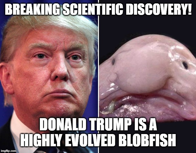 Donald Trump Vs Blobdish | BREAKING SCIENTIFIC DISCOVERY! DONALD TRUMP IS A HIGHLY EVOLVED BLOBFISH | image tagged in donald trump vs blobdish | made w/ Imgflip meme maker