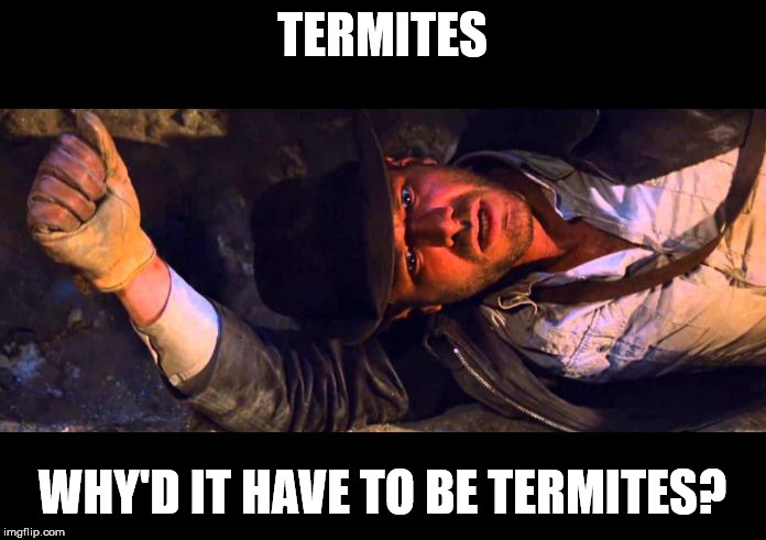 Indiana Jones Why'd It Have to be Snakes | TERMITES WHY'D IT HAVE TO BE TERMITES? | image tagged in indiana jones why'd it have to be snakes | made w/ Imgflip meme maker