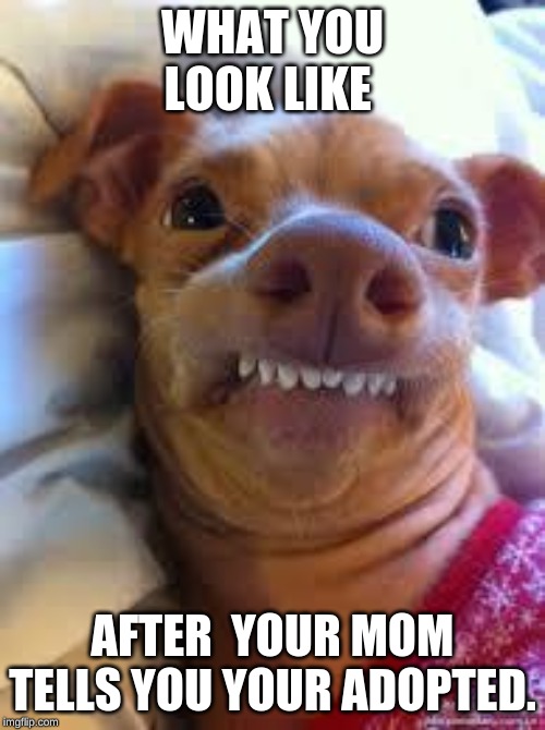 teeth dog | WHAT YOU LOOK LIKE; AFTER  YOUR MOM TELLS YOU YOUR ADOPTED. | image tagged in teeth dog | made w/ Imgflip meme maker