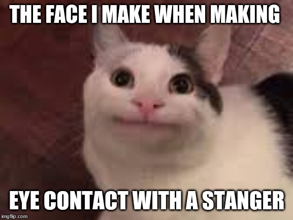 THE FACE I MAKE WHEN MAKING; EYE CONTACT WITH A STANGER | image tagged in cats,funny | made w/ Imgflip meme maker